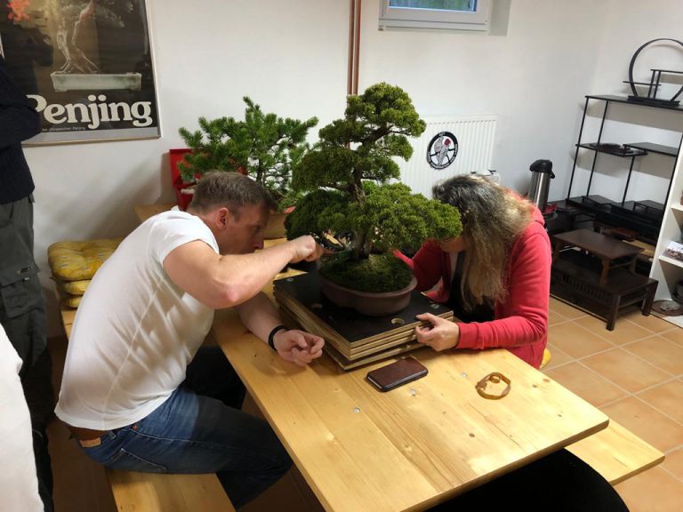 BonsaiArbeitskreis Hamburg und Umland